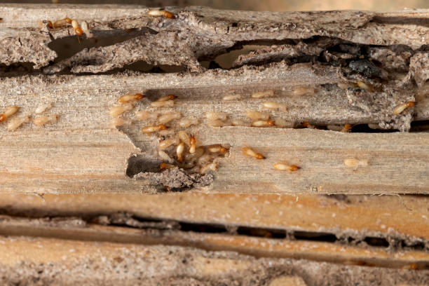 Best Pest Control Near Me in Santa Cruz, CA