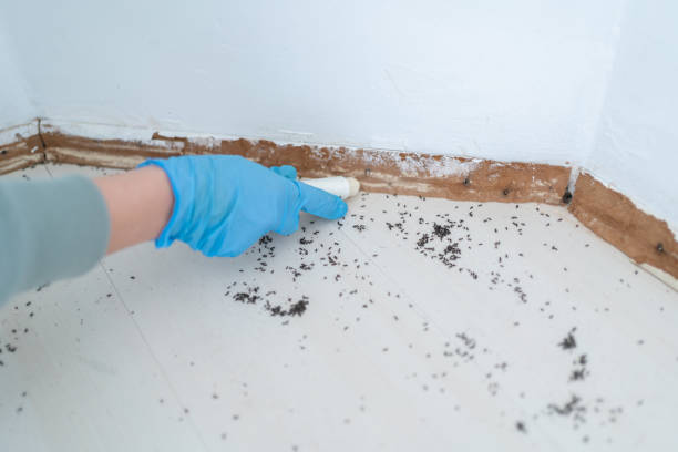Best Pest Removal Services  in Santa Cruz, CA